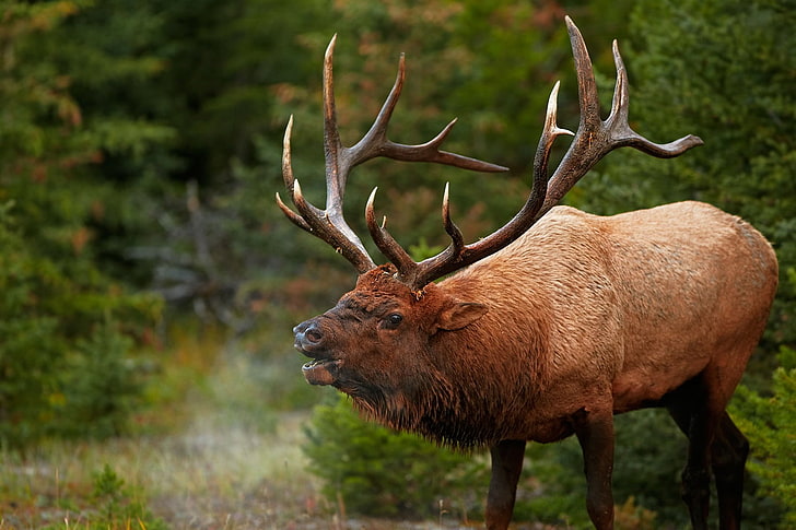 bull, deer, elk, elks, HD wallpaper