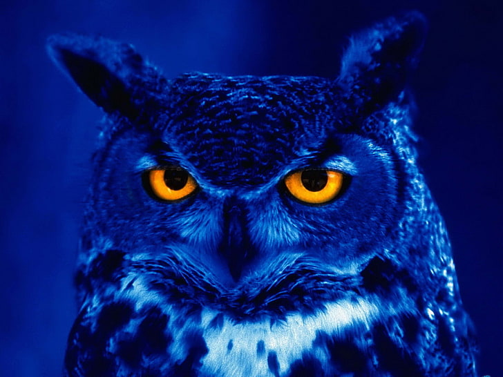 black and white owl illustration, predator, bird, night, yellow eyes, HD wallpaper