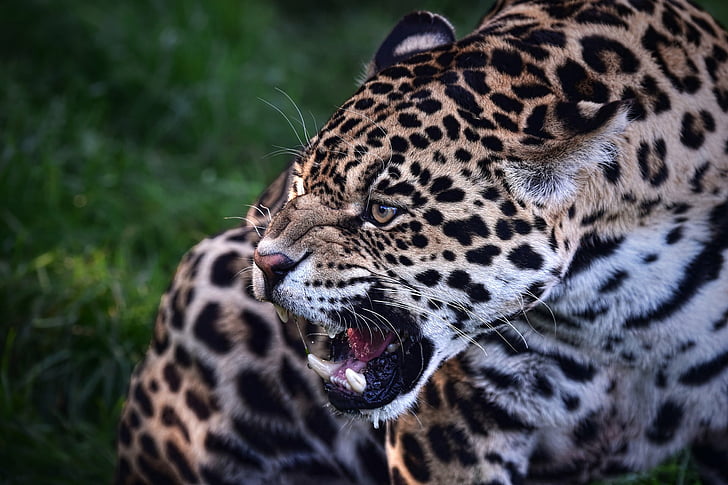 2880x1800px Free Download Hd Wallpaper Cats Jaguar Animal