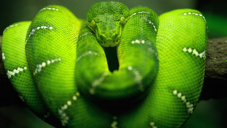 snake, green, reptiles, Boa constrictor, animals, green color, HD wallpaper