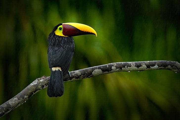 black and yellow bird, animals, birds, animal wildlife, vertebrate, HD wallpaper