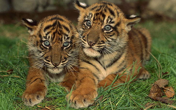 Tiger Cubs, two tiger cubs, Animals, amazing animals wallpapers, HD wallpaper