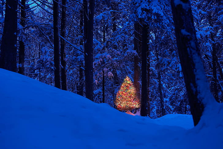 ღ.christmas In Forest.ღ, lighted christmas tree, spendor, HD wallpaper