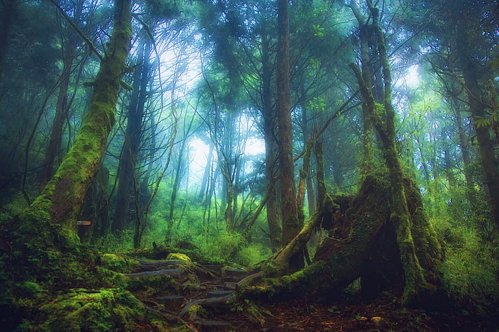 trees, mist, nature, landscape, forest, moss, plant, tranquility, HD wallpaper