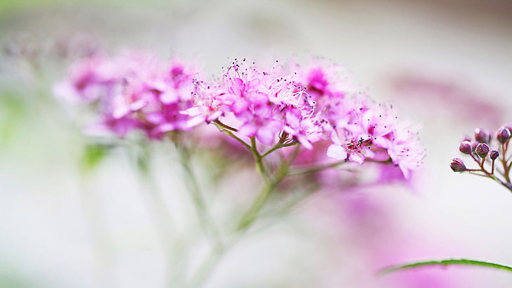 pink, flower, petal, flowers, bloom, blossom, floral, plant, HD wallpaper