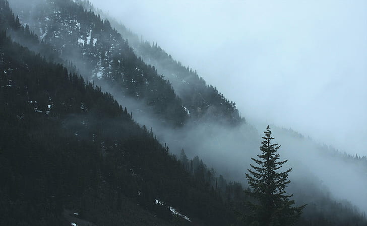 landscape photography of tall tress with foggy clouds, mountain