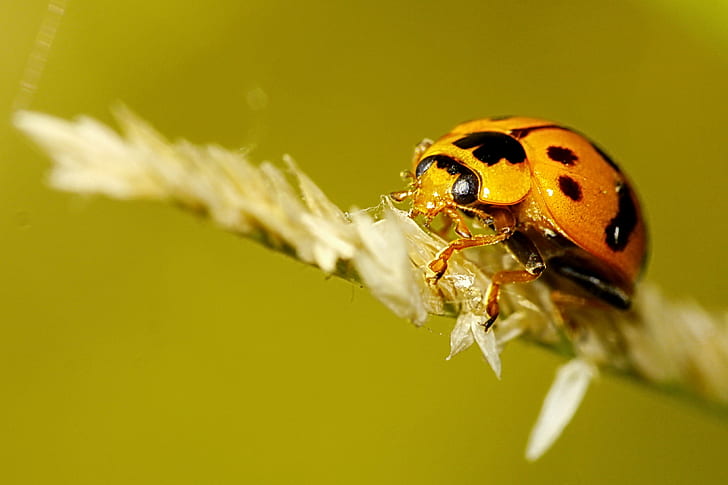 shallow focus photography of orange and black bug on white dry leaf, coccinella, coccinella, HD wallpaper