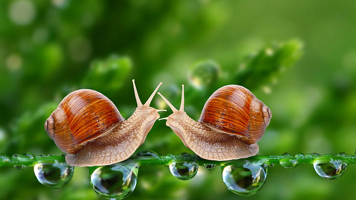 two brown snails beside dew drops, 5k, 4k wallpaper, water drops