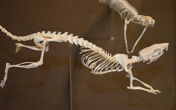 HD wallpaper: Animal, Skeleton, Bones, Exhibit, Museum, Photography, Snake  | Wallpaper Flare