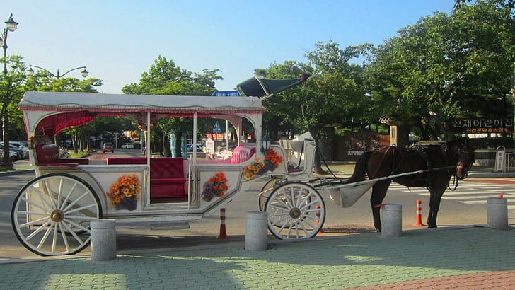 Tourism carriage, horse, korea, travel, gyeongju