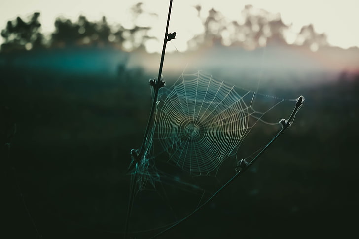 spiderweb, spiderwebs, focus on foreground, spider web, close-up, HD wallpaper