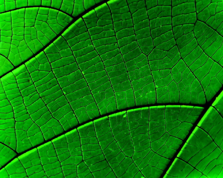 green leaf, strip, form, close-up, nature, green Color, macro