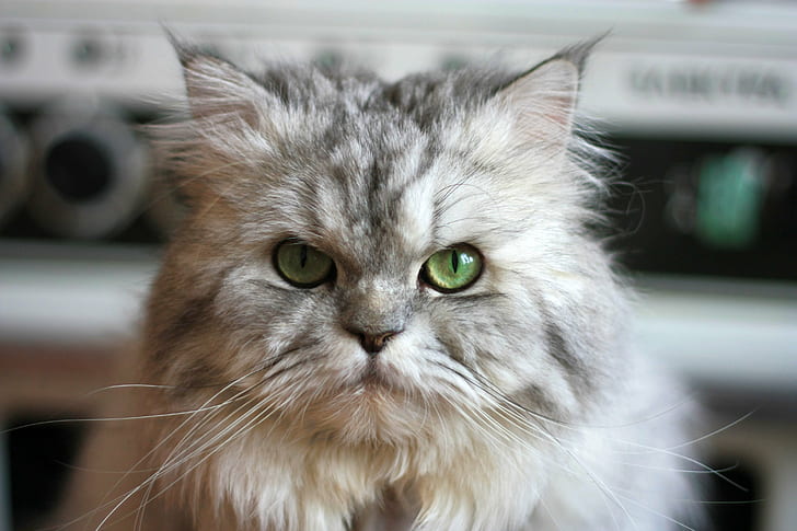 gray coated cat, so serious, today, persian  cat, cats, pet, pets, HD wallpaper