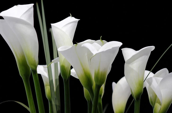 Calla lilies, White, Black background, flowering plant, vulnerability, HD wallpaper