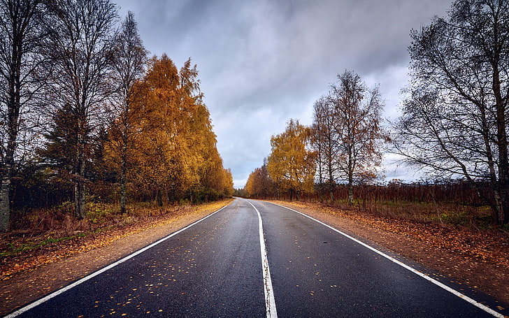 road between trees digital wallpaper, fall, overcast, birch, the way forward