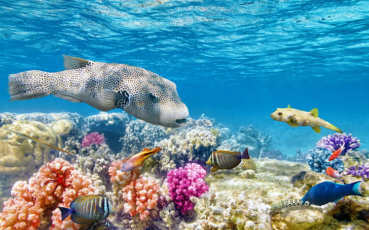Underwater world ocean, tropical, coral, reef, fishes, HD wallpaper