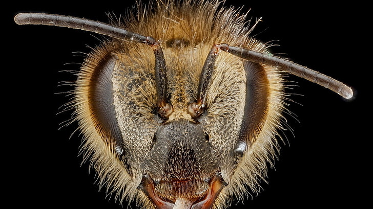 close-up photography of insect head, animals, bees, one animal