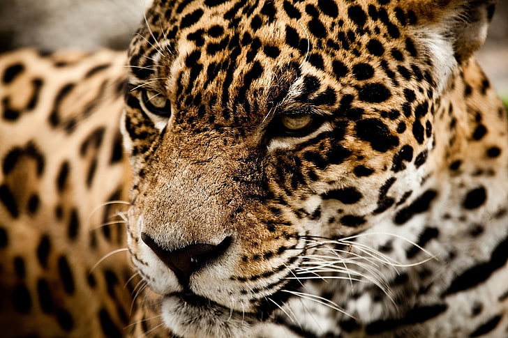 brown and black leopard print textile, animals, jaguars, closeup, HD wallpaper