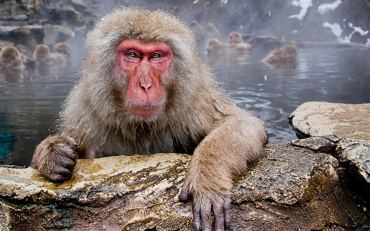 animals, monkey, macaques, animal themes, animals in the wild, HD wallpaper