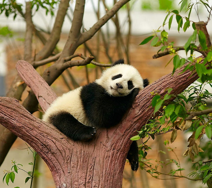 panda animal, animals, happy, panda - animal, animal wildlife, HD wallpaper
