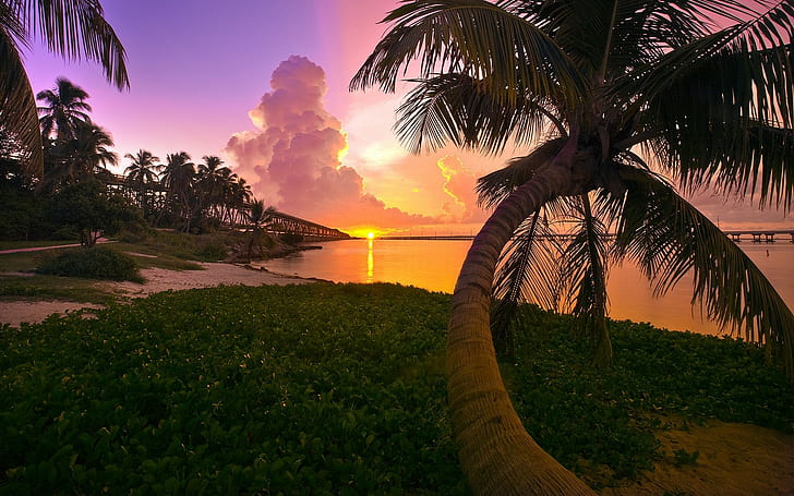 Florida, Beach, Palm Trees, Sunset, Sea, Sky, Landscape, Nature, palm trees beside body of water