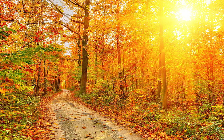 Beautiful autumn forest, trees, path, sun rays, forest, HD wallpaper