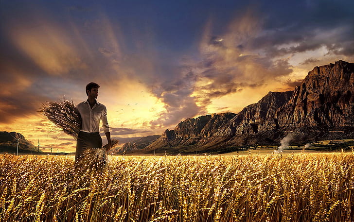 Golden Harvest, sparkling, grain field, mountains, skies, beautiful, HD wallpaper