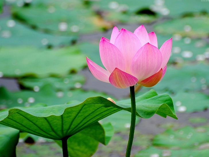 pink lotus flower, leaf, pond, water, water Lily, lotus Water Lily, HD wallpaper