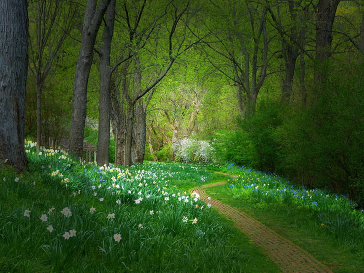 HD wallpaper: Man Made, Path, Flower, Forest, Green, Spring, Tree, plant |  Wallpaper Flare