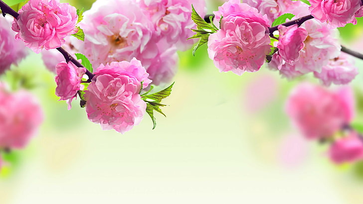 peony, springtime, flowery tree, HD wallpaper