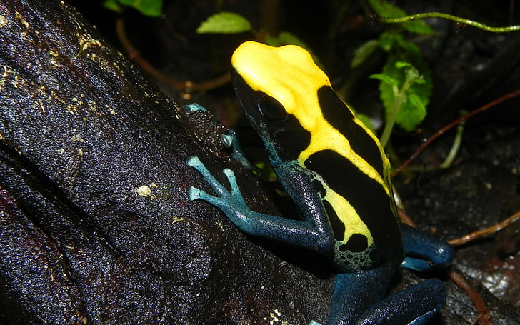 poison dart frog, color backgrounds, reptile, Download 3840x2400 poison dart frog, HD wallpaper