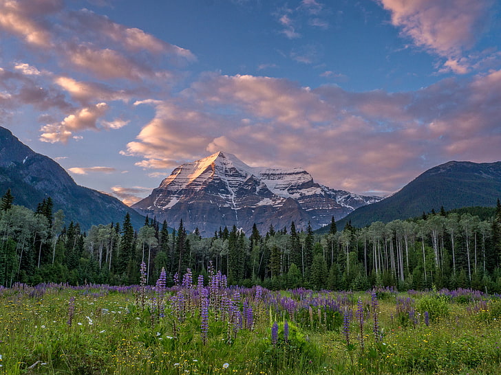forest, trees, flowers, mountains, meadow, Canada, British Columbia