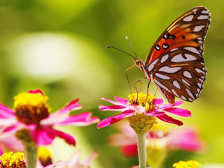 Pink flowers, butterfly, insect, bokeh