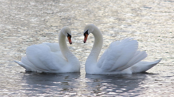 Premium AI Image | Swans making a heart wallpapers and images