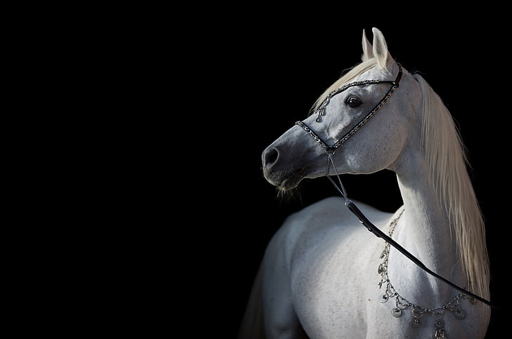 light, horse, contrast, grace, the dark background, Arab, animal, HD wallpaper