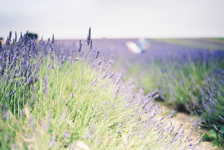 bed of lavender, greens, field, flowers, background, widescreen, HD wallpaper