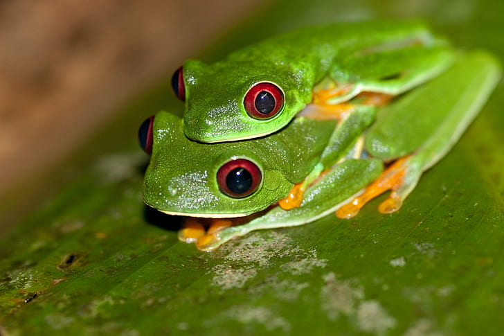 two green tree frogs mating on green leaf close up photo, red-eyed tree frog, agalychnis, red-eyed tree frog, agalychnis, HD wallpaper