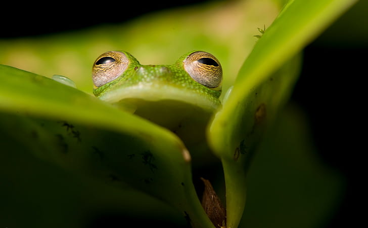 amphibian, frog, animals, HD wallpaper