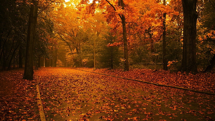 yellow leafed tree, nature, road, leaves, trees, fall, autumn