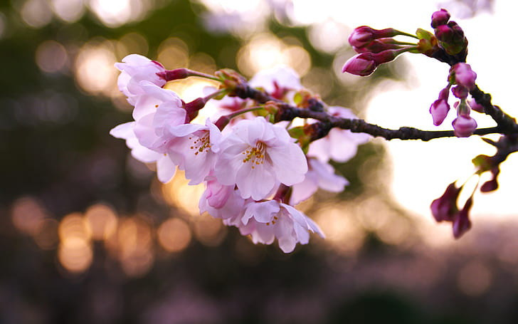 Pink cherry flowers, petals, spring, glare, blur
