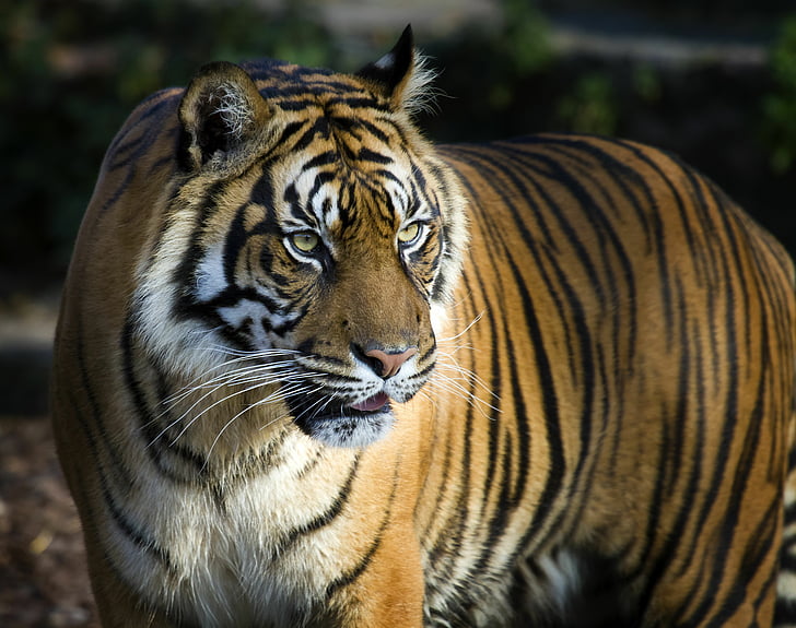 brown and black tiger, Bengal Tiger, Big Tiger, 4K, 8K, HD wallpaper