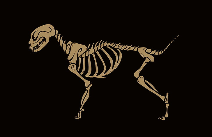 skeleton, cat, bones, minimalism, black background, animal, HD wallpaper