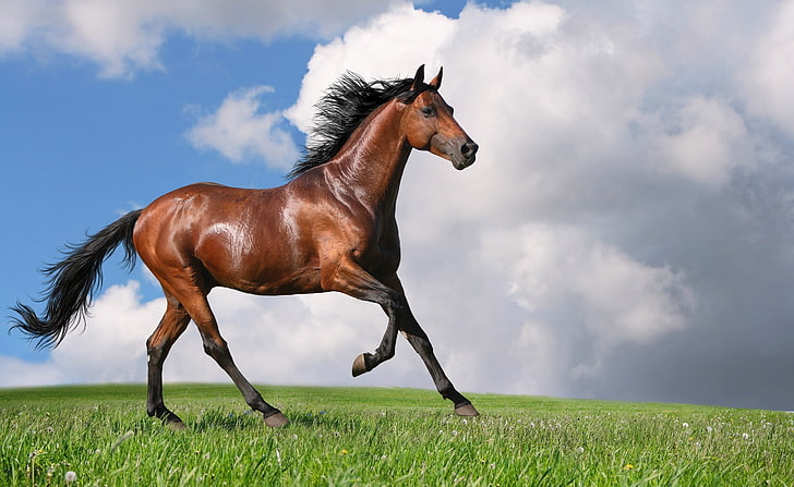 Running Horse, brown horse, Animals, Horses, domestic animals, HD wallpaper