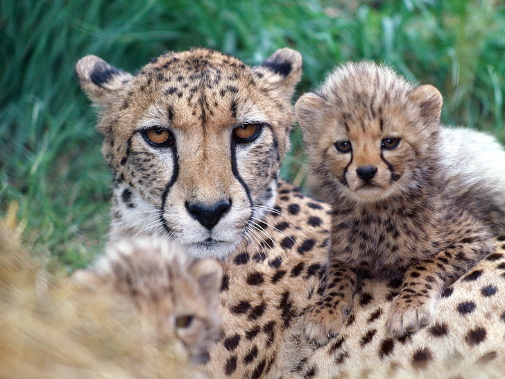 Cheetah Cub, adult brown leopard and cub, Animals, cheetahs, animal themes, HD wallpaper