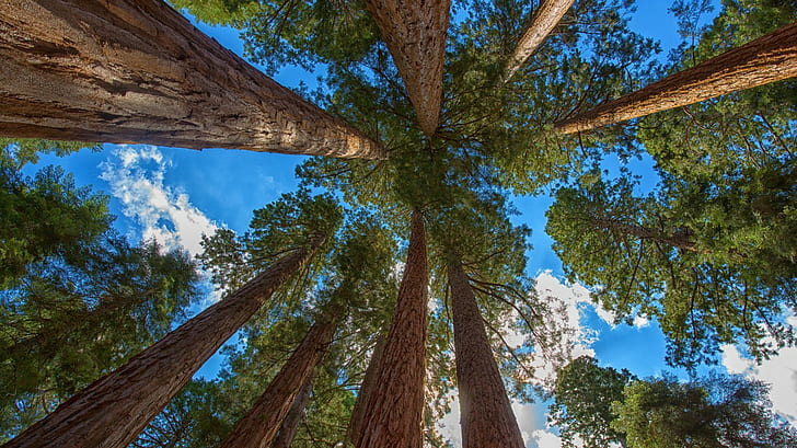 Redwood, sequoia, green tree, forest, HD wallpaper