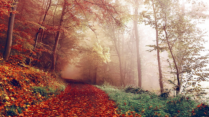 forest path, woodland, leaves, autumn, deciduous, tree, sunlight, HD wallpaper