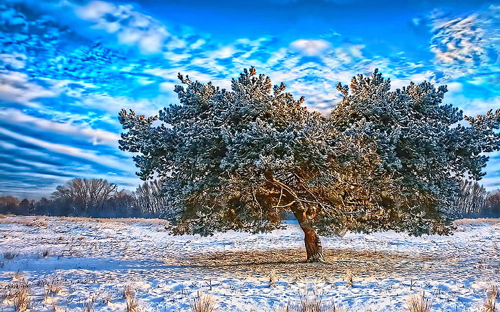 blue forest Winter Morning Nature Winter HD Art, snow, tree, sky