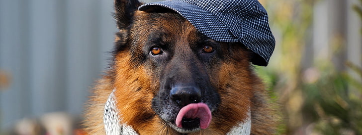 black and tan German Shepherd puppy, dog, tongues, hat, animals, HD wallpaper