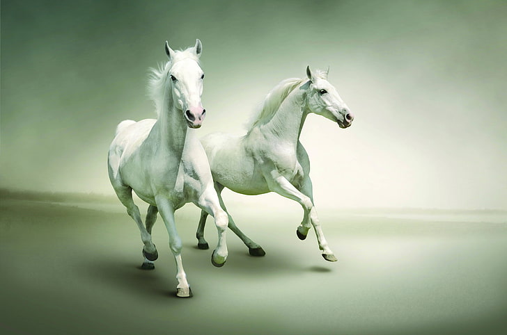 HD wallpaper: two white horses, running, couple, animal, stallion, mammal,  mare | Wallpaper Flare