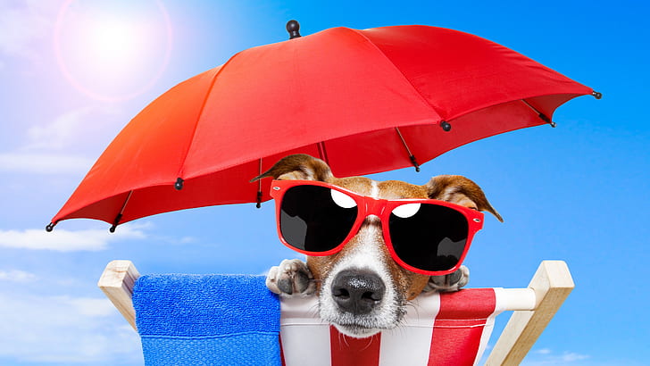 dog, red umbrella, jack russel terrier, dog breed, fun, funny, HD wallpaper